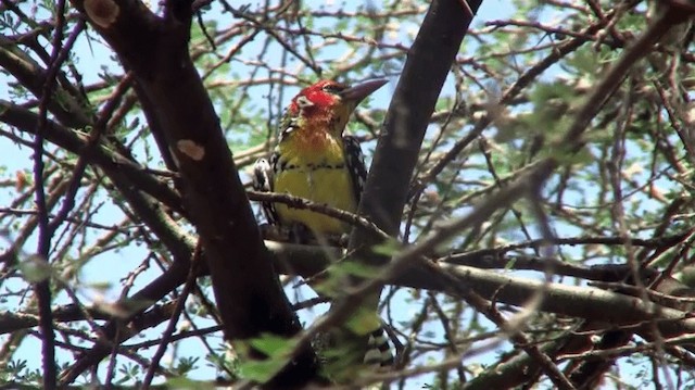 Sarı Kırmızı Barbet - ML200912631