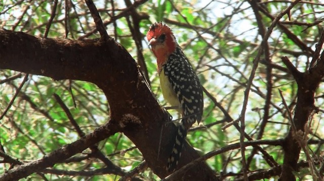 Flammenkopf-Bartvogel - ML200912641