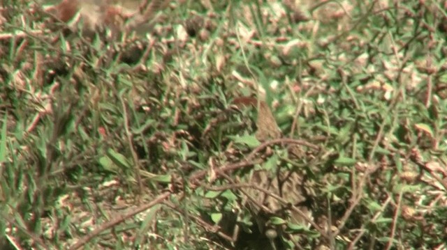 Red-capped Lark - ML200912701