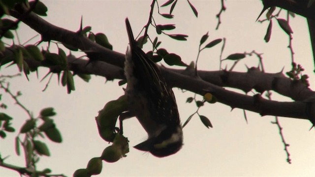 Maskeli Barbet - ML200912721