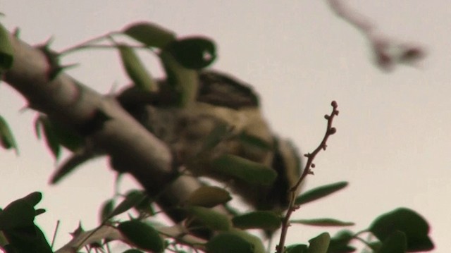 Maskeli Barbet - ML200912731