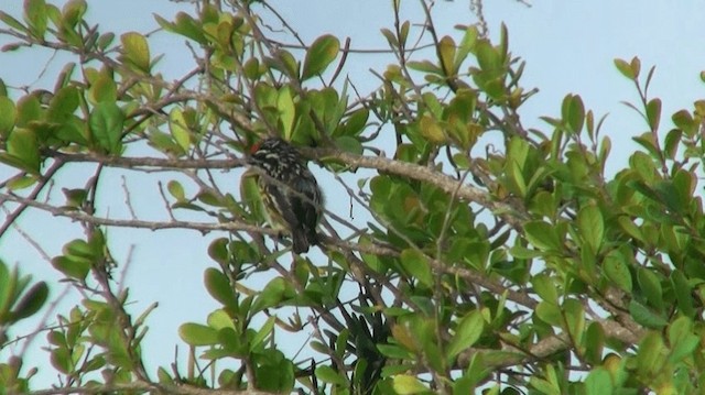 Northern Red-fronted Tinkerbird - ML200912741