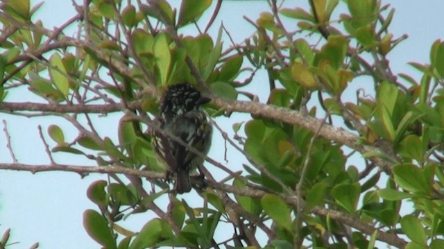 Northern Red-fronted Tinkerbird - ML200912751