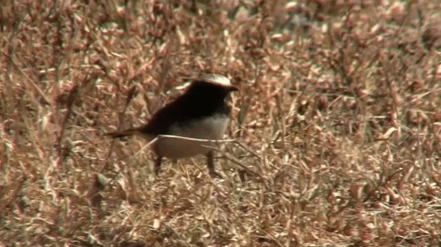 Abyssinian Wheatear - ML200912851