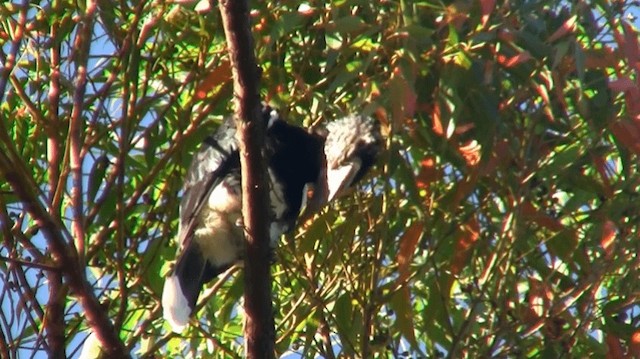 Silvery-cheeked Hornbill - ML200912901