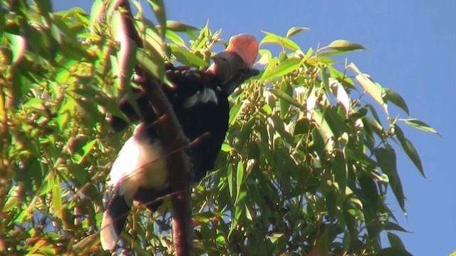 Silvery-cheeked Hornbill - ML200912911