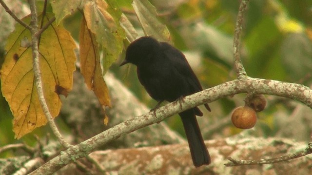 Güneyli Drongo Sinekkapanı - ML200912921