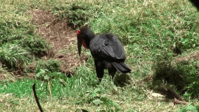 Southern Ground-Hornbill - ML200912941