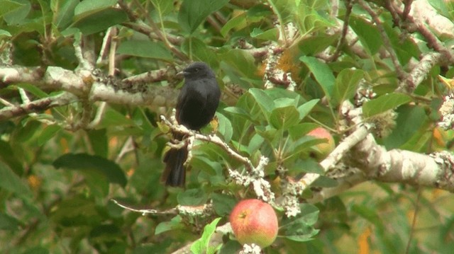 Southern Black-Flycatcher - ML200913001