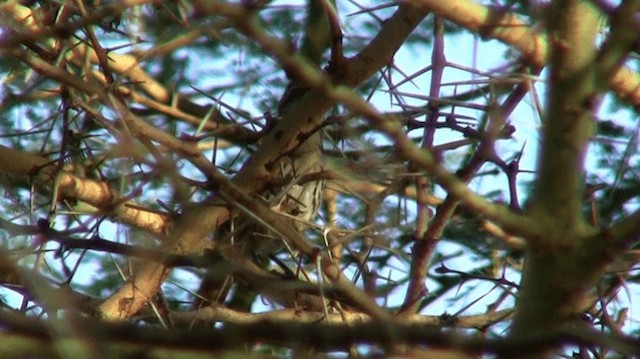 Spotted Morning-Thrush - ML200913041