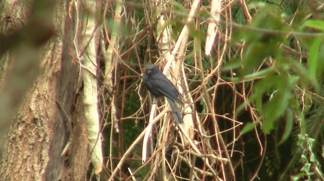 Southern Black-Flycatcher - ML200913101