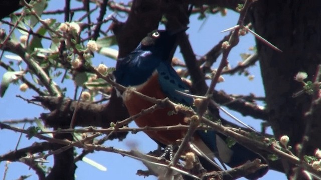 Superb Starling - ML200913141