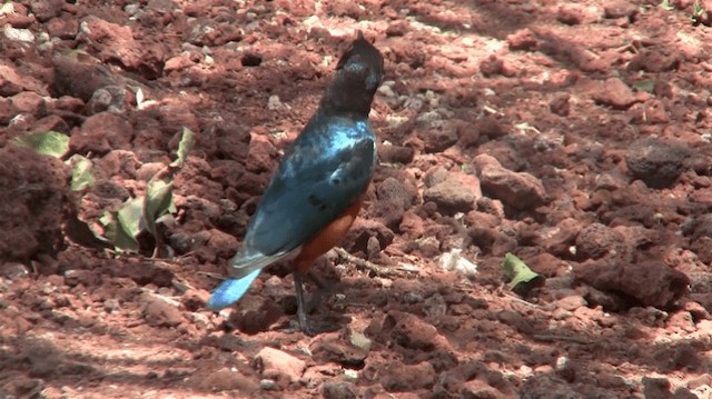 Superb Starling - ML200913151