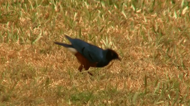 Superb Starling - ML200913201