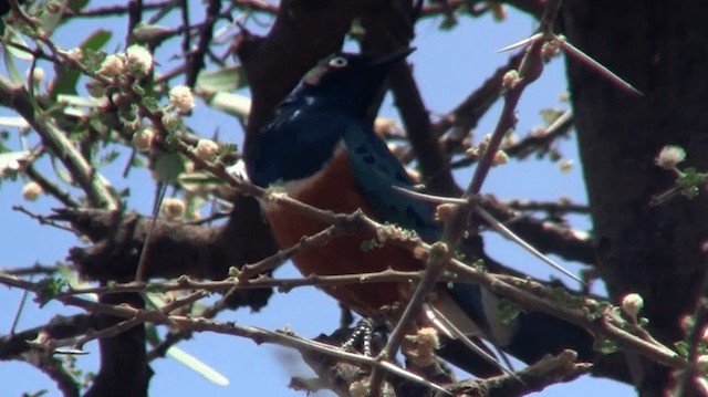 Superb Starling - ML200913211