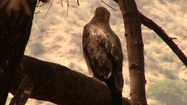 Tawny Eagle - ML200913221