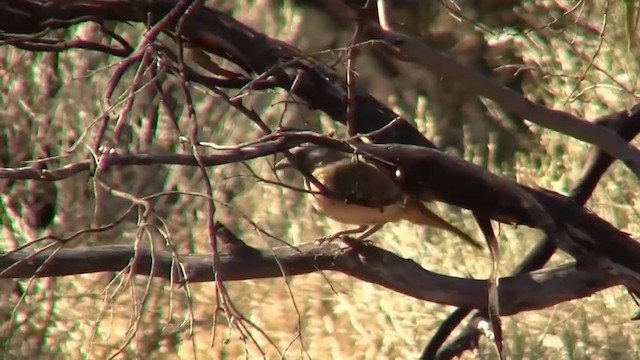 Crested Bellbird - ML200913231