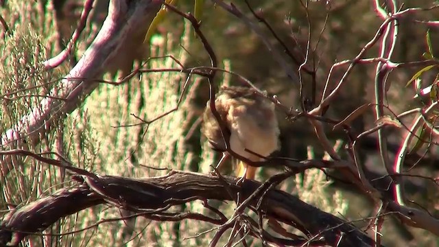 Crested Bellbird - ML200913241