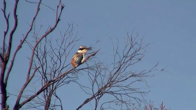 Red-backed Kingfisher - ML200913301