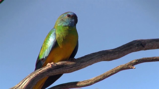 ヒムネキキョウインコ - ML200913341