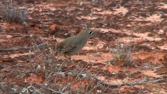 Southern Scrub-Robin - ML200913351