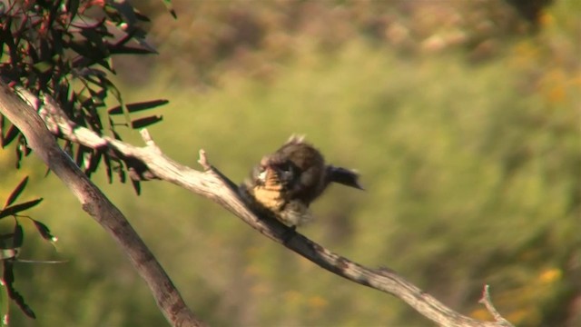 Spiny-cheeked Honeyeater - ML200913361