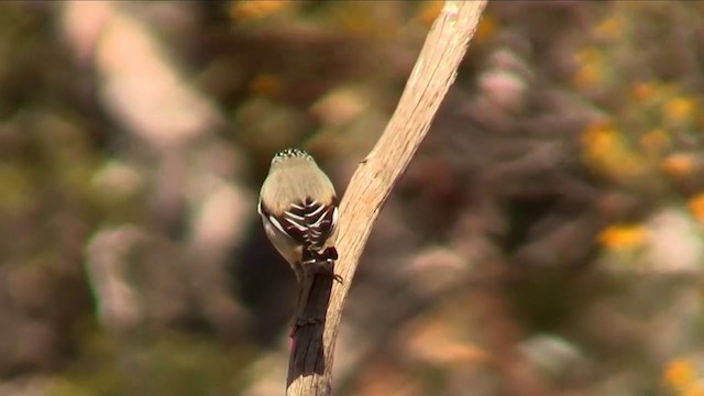 キボシホウセキドリ（substriatus） - ML200913381