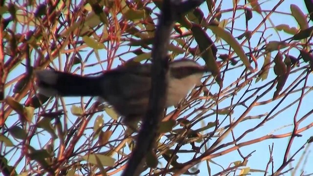 White-browed Babbler - ML200913391