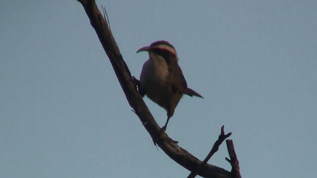 White-browed Babbler - ML200913401