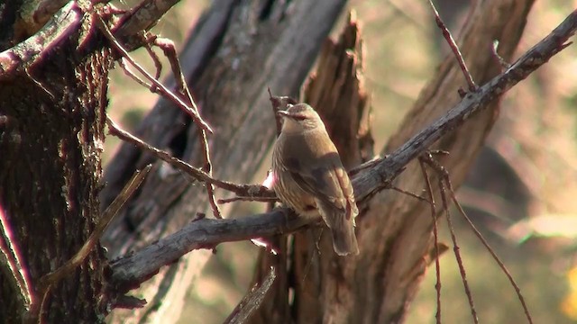 White-browed Treecreeper - ML200913421