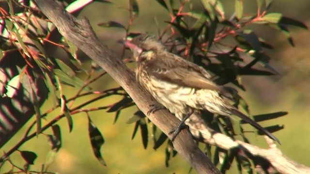 Spiny-cheeked Honeyeater - ML200913451