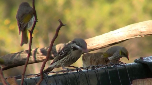 Spiny-cheeked Honeyeater - ML200913461