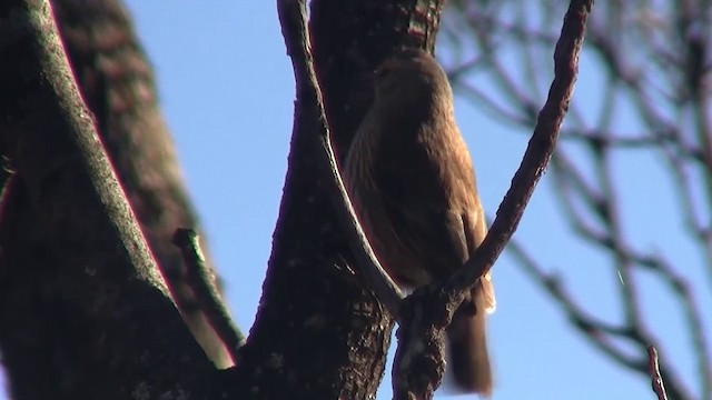 White-browed Treecreeper - ML200913471