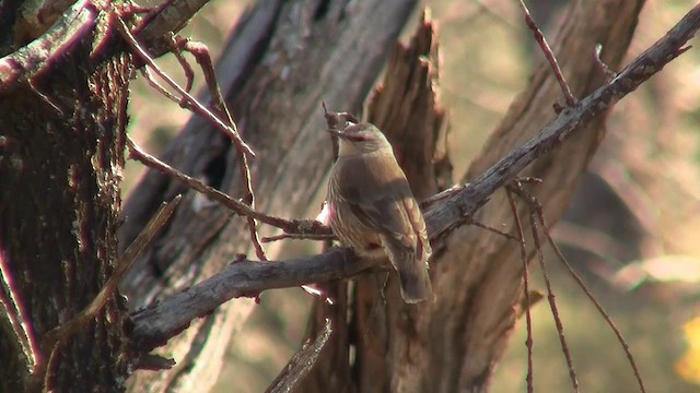 White-browed Treecreeper - ML200913481