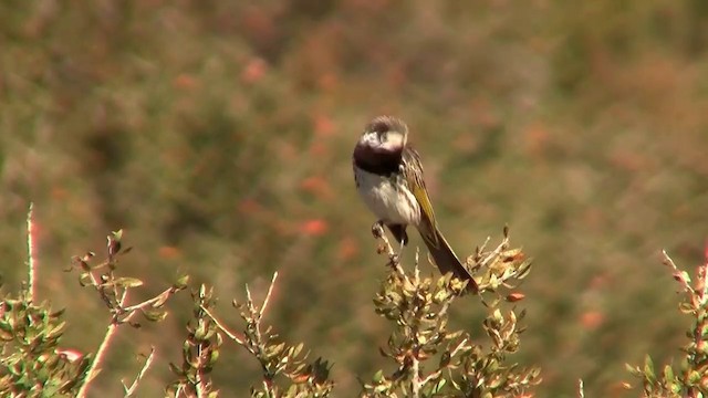 White-fronted Honeyeater - ML200913511