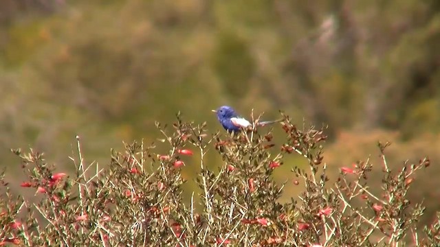 White-winged Fairywren (Blue-and-white) - ML200913521