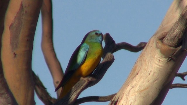 Красногрудый травяной попугайчик - ML200913531