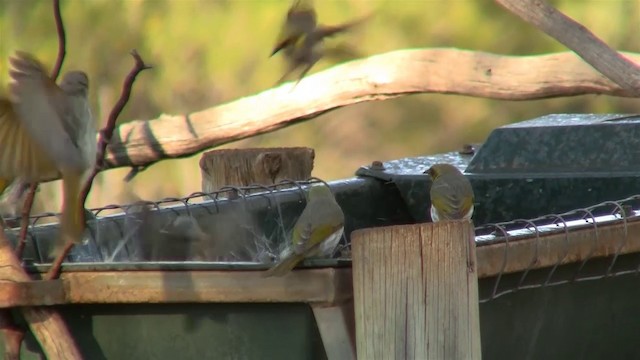 Yellow-plumed Honeyeater - ML200913551