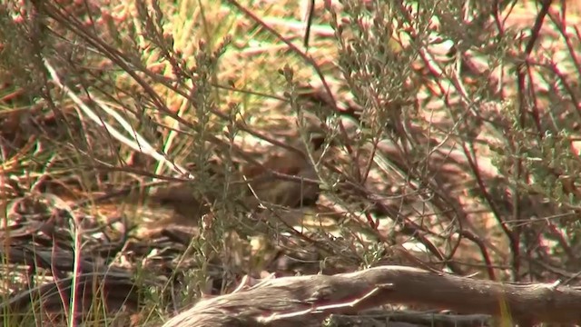 Chestnut Quail-thrush - ML200913581