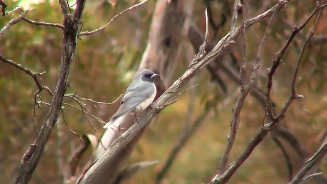 Masked Woodswallow - ML200913621