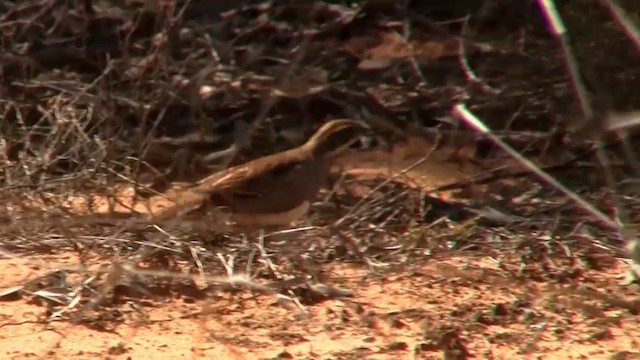 Chestnut Quail-thrush - ML200913671