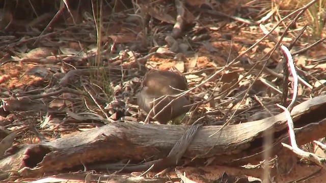 Chestnut Quail-thrush - ML200913681