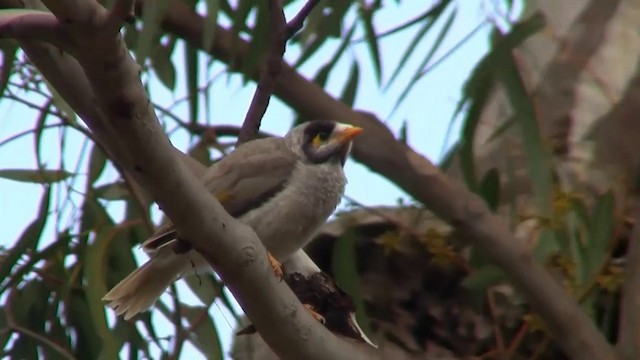 Noisy Miner - ML200913691