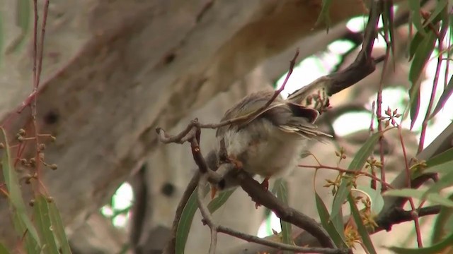 Noisy Miner - ML200913701