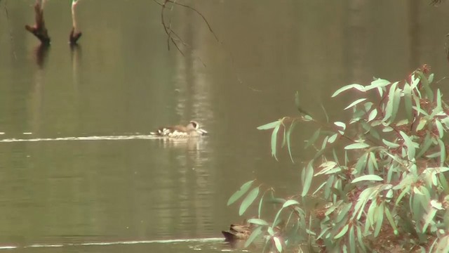 Pink-eared Duck - ML200913711