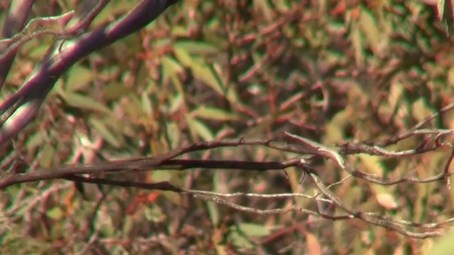 Striated Grasswren - ML200913731