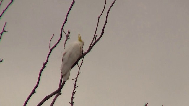 Sulphur-crested Cockatoo - ML200913741