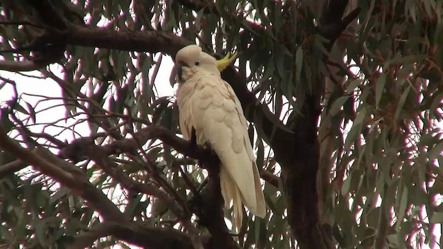 Sulphur-crested Cockatoo - ML200913751