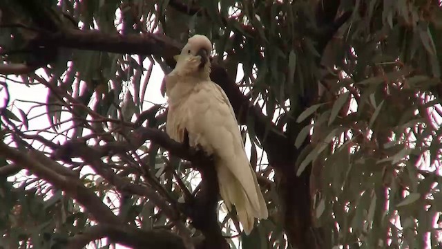 Sulphur-crested Cockatoo - ML200913841