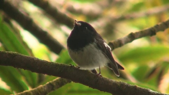 Tomtit (New Zealand) - ML200913891